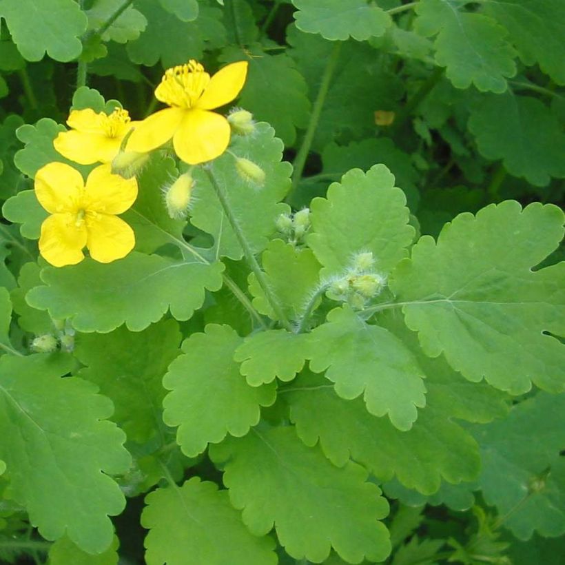 Chelidoine BIO - herbe aux verrues (Foliage)