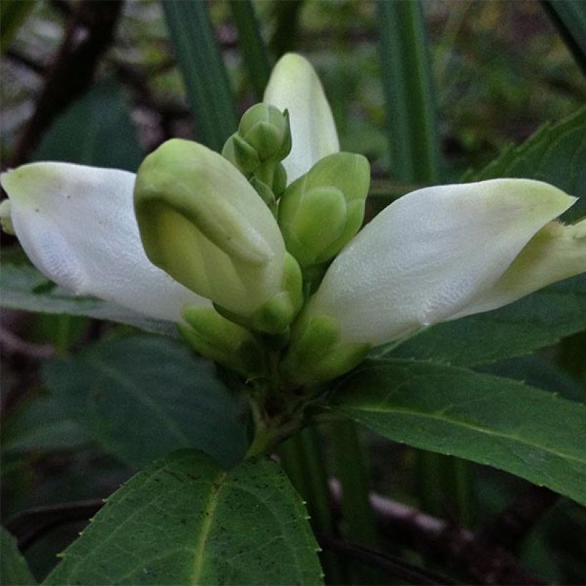 Chelone glabra, Galane (Flowering)