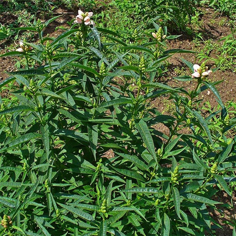 Chelone glabra, Galane (Plant habit)