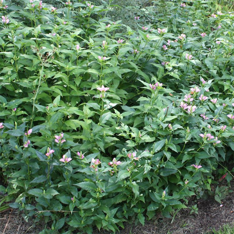 Chelone lyonii Hot Lips - Galane (Foliage)