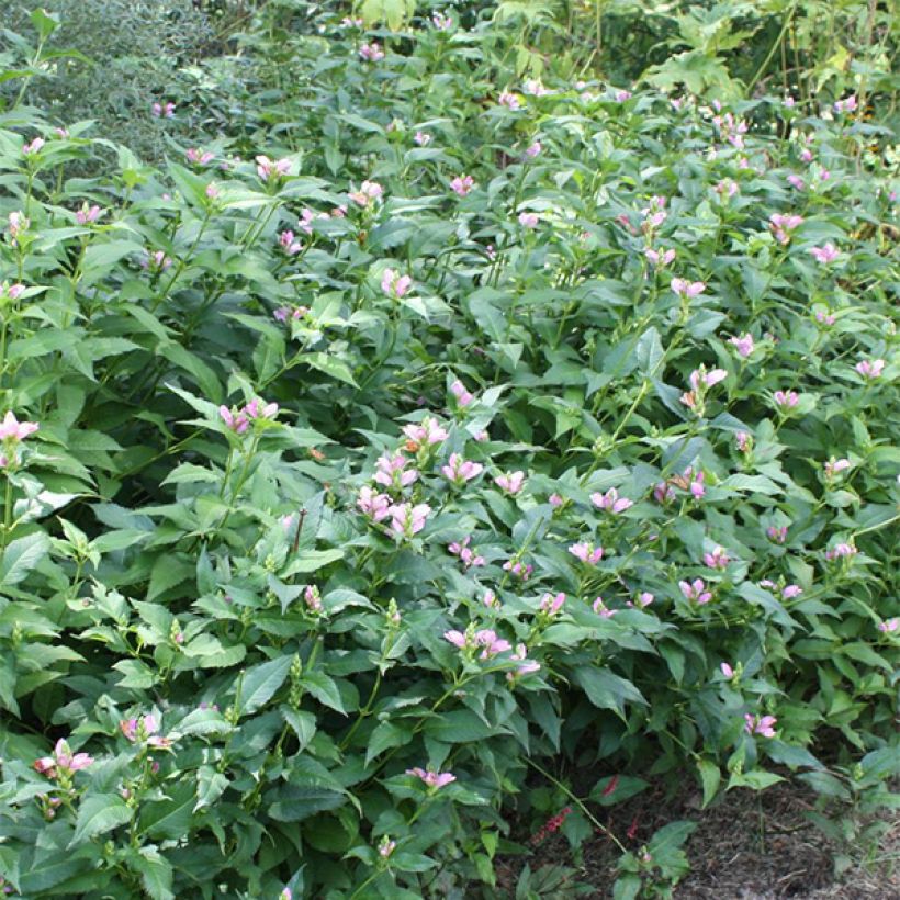 Chelone lyonii Hot Lips - Galane (Plant habit)
