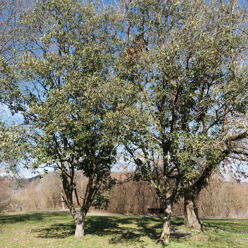 Chêne de Turner - Quercus turneri pseudoturneri (Plant habit)