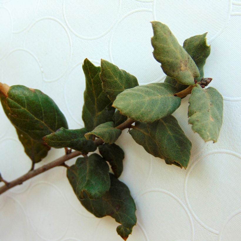 Chêne liège - Quercus suber (Foliage)