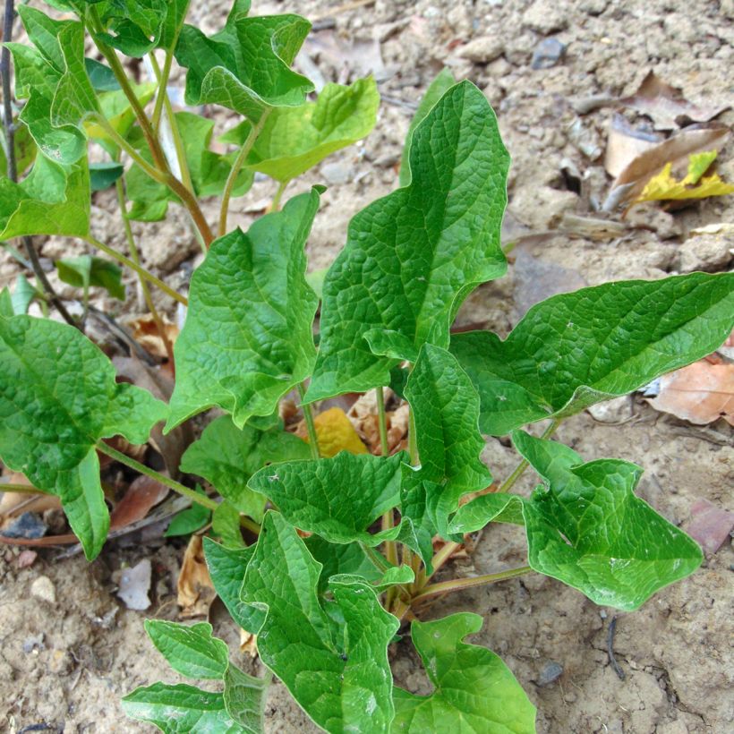 Chénopode Bon Henri - Chenopodium bonus-henricus (Plant habit)