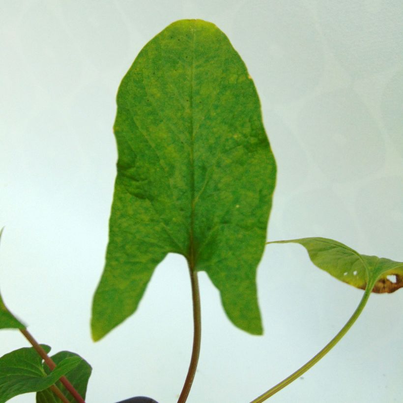 Chenopode Bon-Henri  (Foliage)