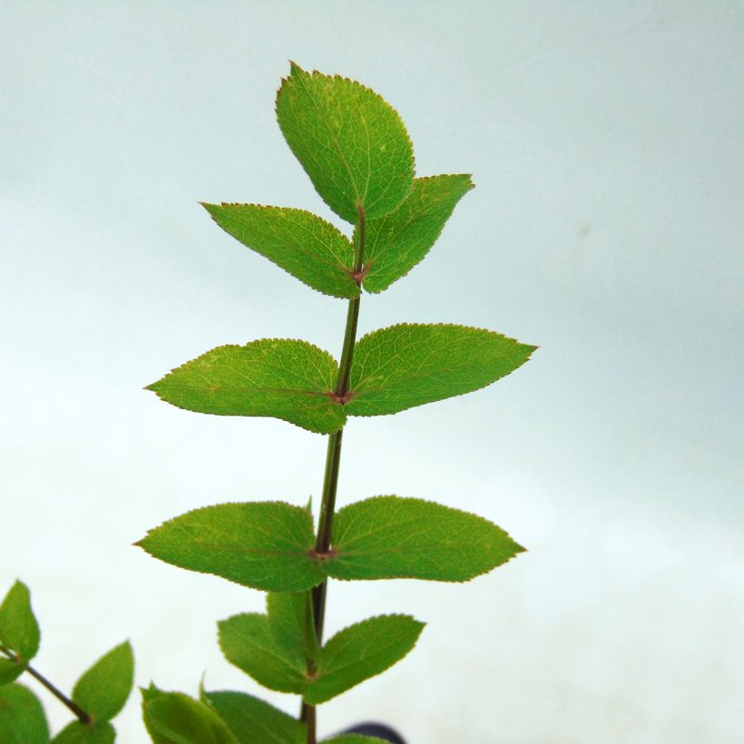 Chervis BIO - Sium sisarum (Foliage)