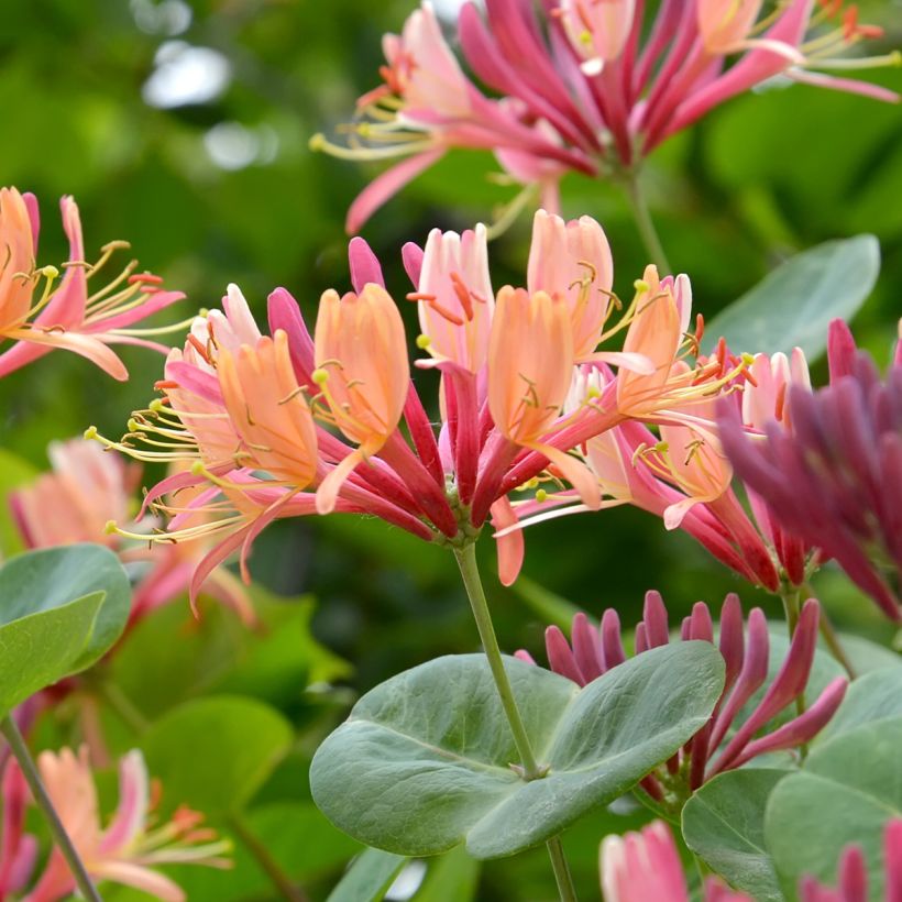 Chèvrefeuille - Lonicera x heckrottii (Flowering)