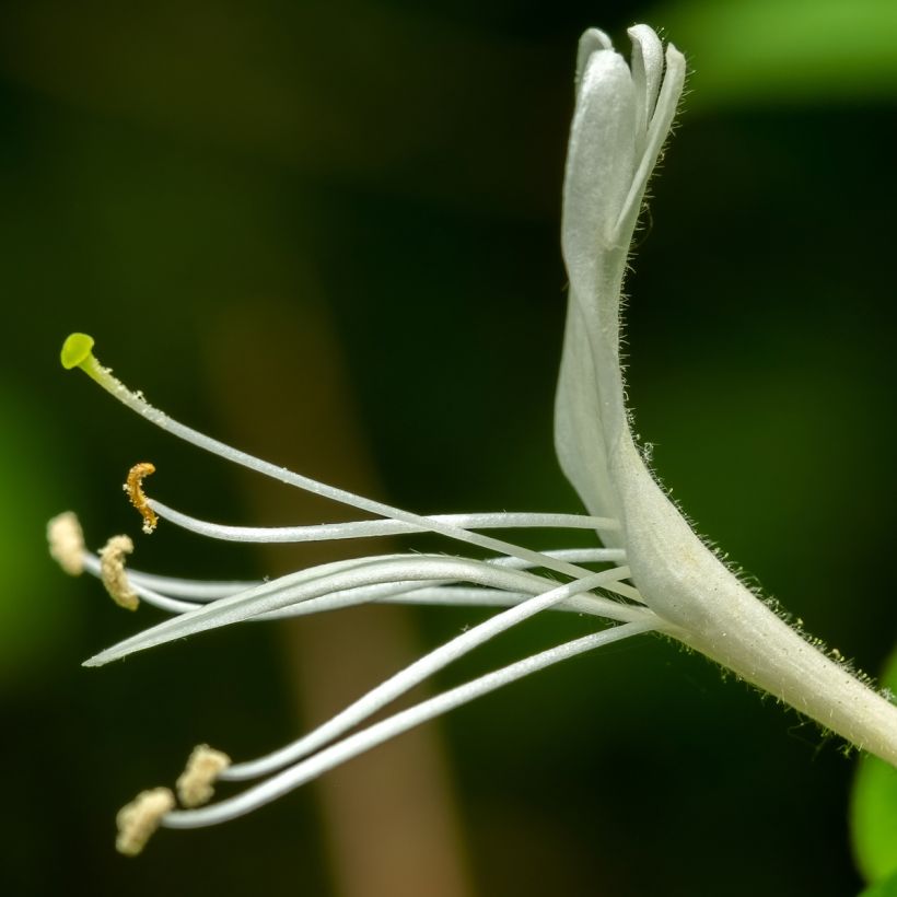 Chèvrefeuille du Japon - Lonicera japonica Dart's Acumen (Flowering)