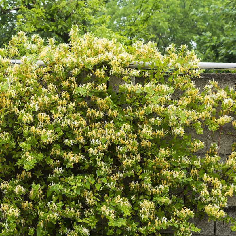 Chèvrefeuille du Japon - Lonicera japonica Dart's Acumen (Plant habit)