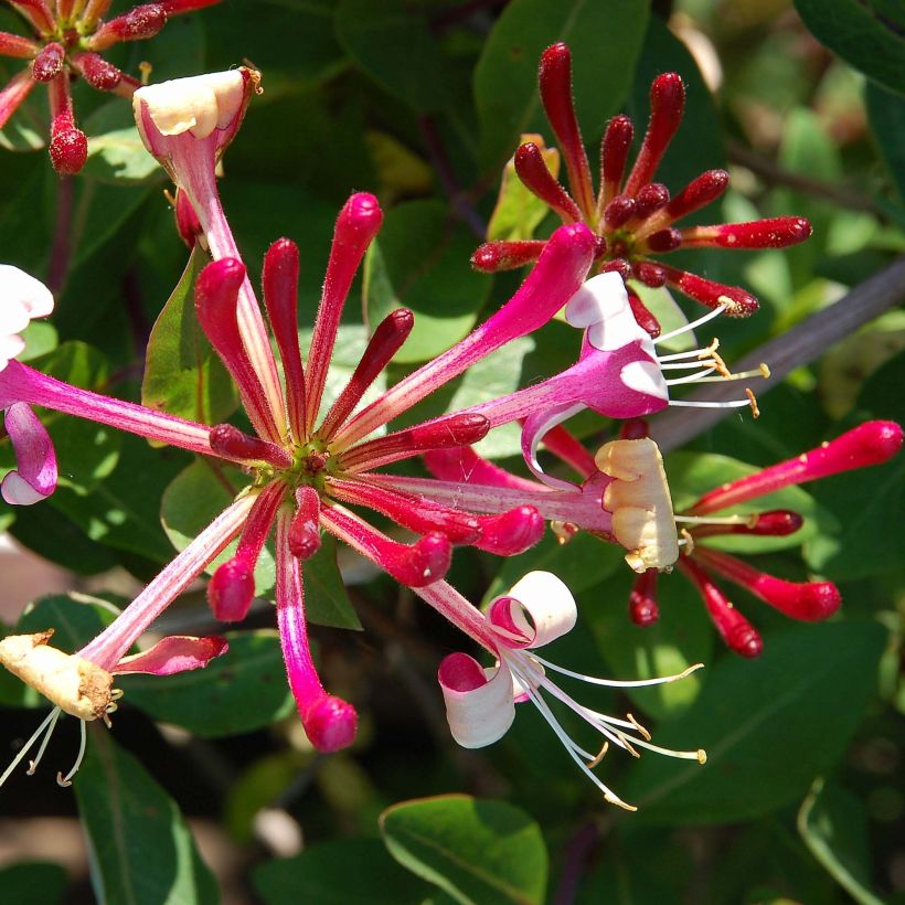 Chèvrefeuille du Japon Red World - Lonicera japonica (Flowering)