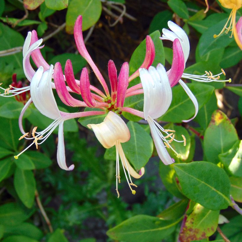 Chèvrefeuille heckrotii Gold Flame - Lonicera (Flowering)