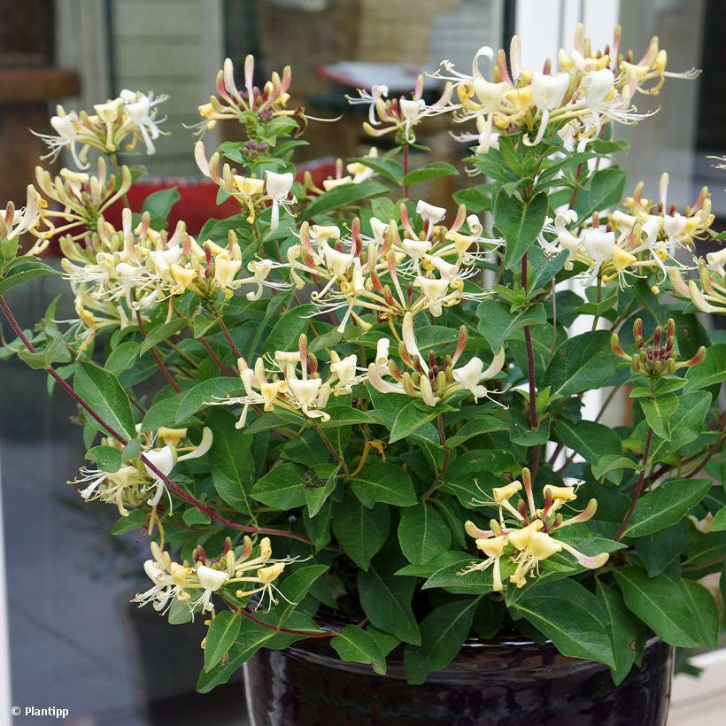 Chèvrefeuille hybride - Lonicera Blond & Beyond (Honey Baby)  (Plant habit)