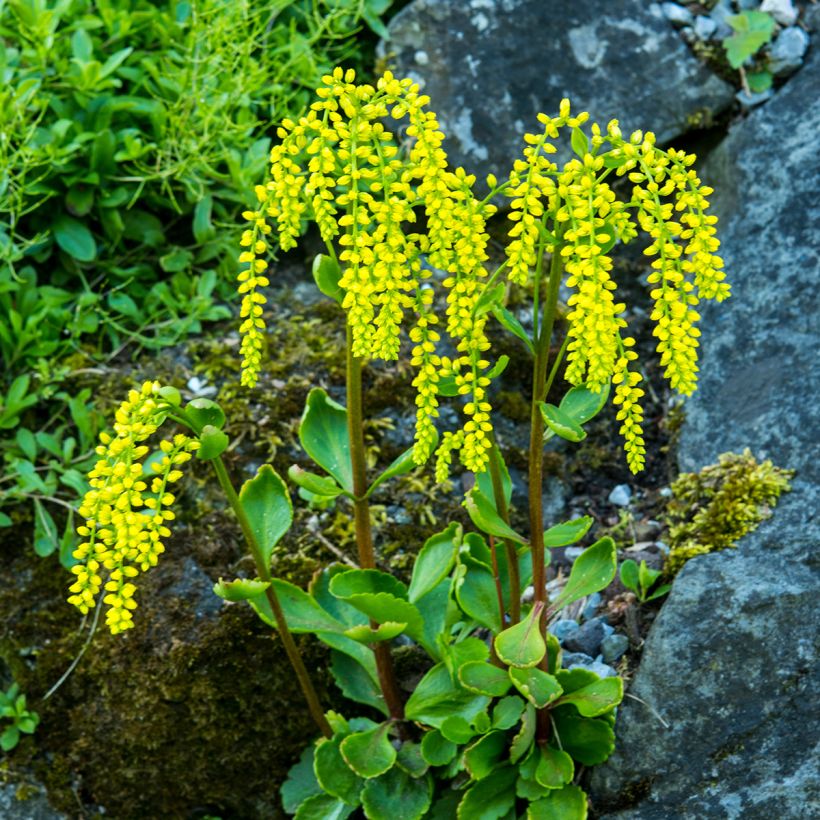 Chiastophyllum oppositifolium - Goutte d'Or (Plant habit)