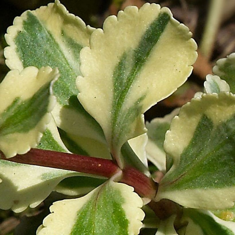 Chiastophyllum oppositifolium Jim's Pride (Variegatum) - (Foliage)
