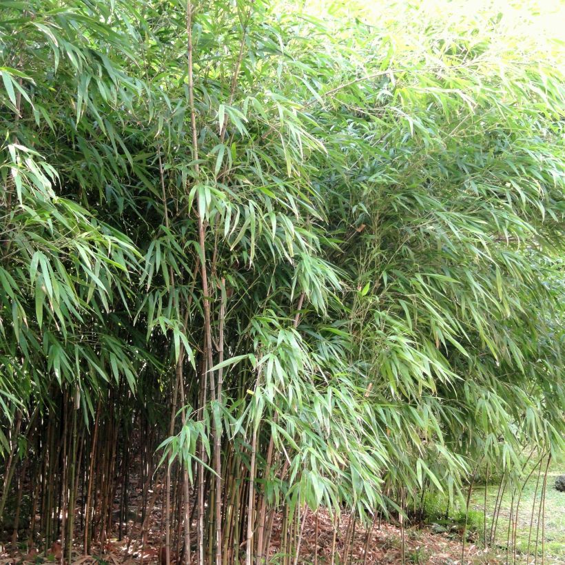 Chimonobambusa quadrangularis - Bambou moyen (Plant habit)