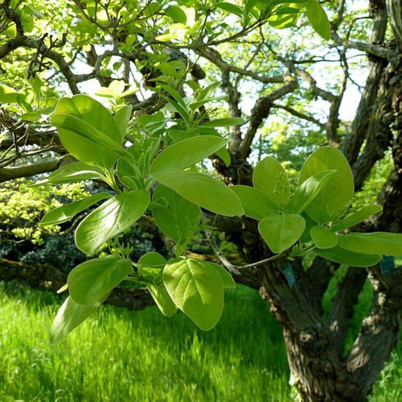 Chionanthus retusus - Arbre de neige (Foliage)