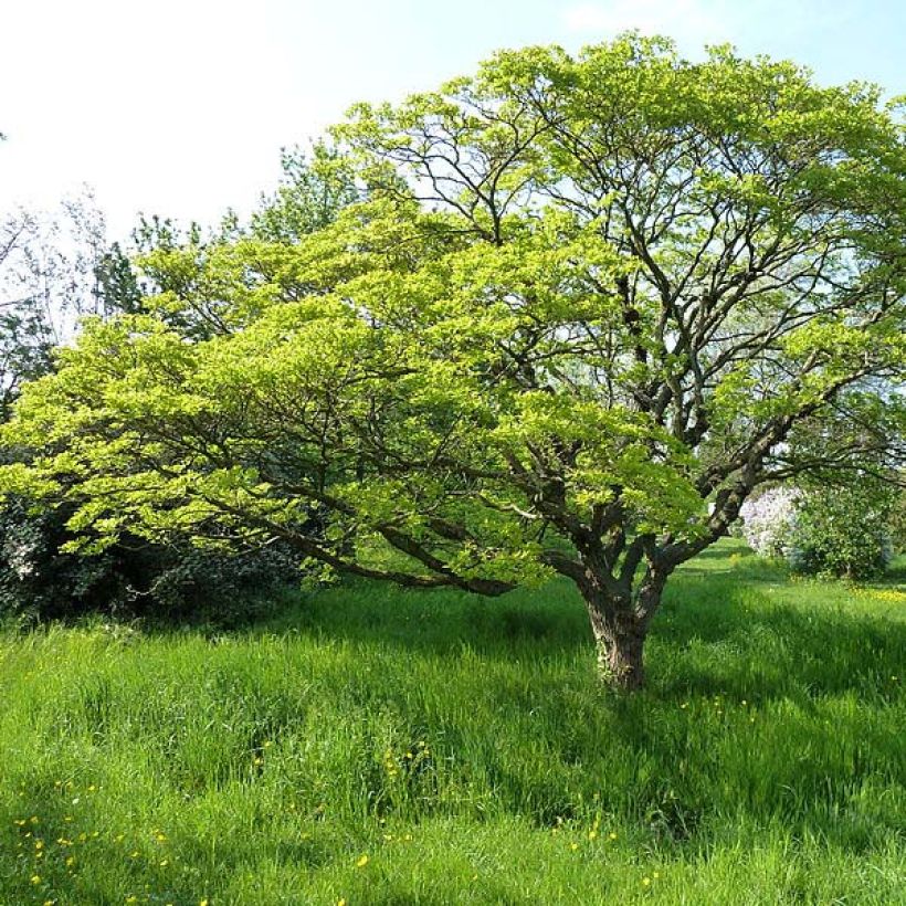 Chionanthus retusus - Arbre de neige (Plant habit)