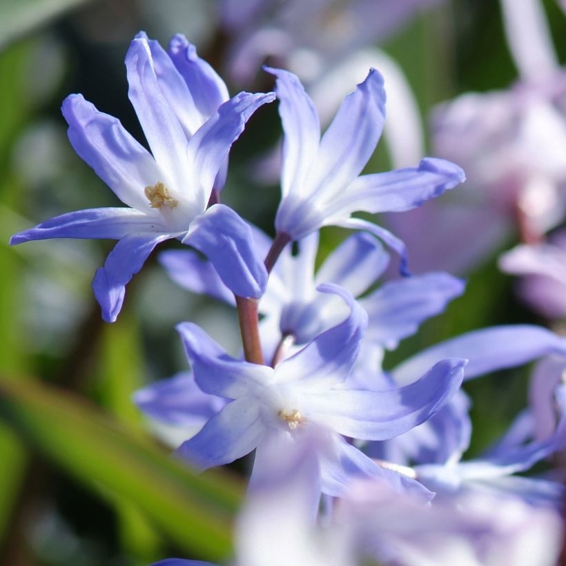 Chionodoxa en mélange - Gloire des Neiges (Flowering)