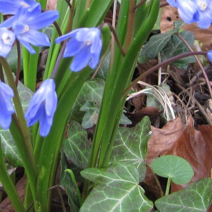 Chionodoxa forbesii - Gloire des Neiges (Foliage)