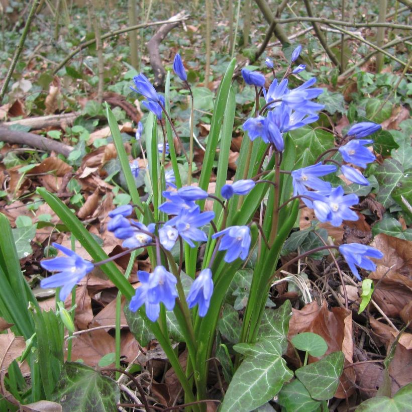 Chionodoxa forbesii - Gloire des Neiges (Plant habit)