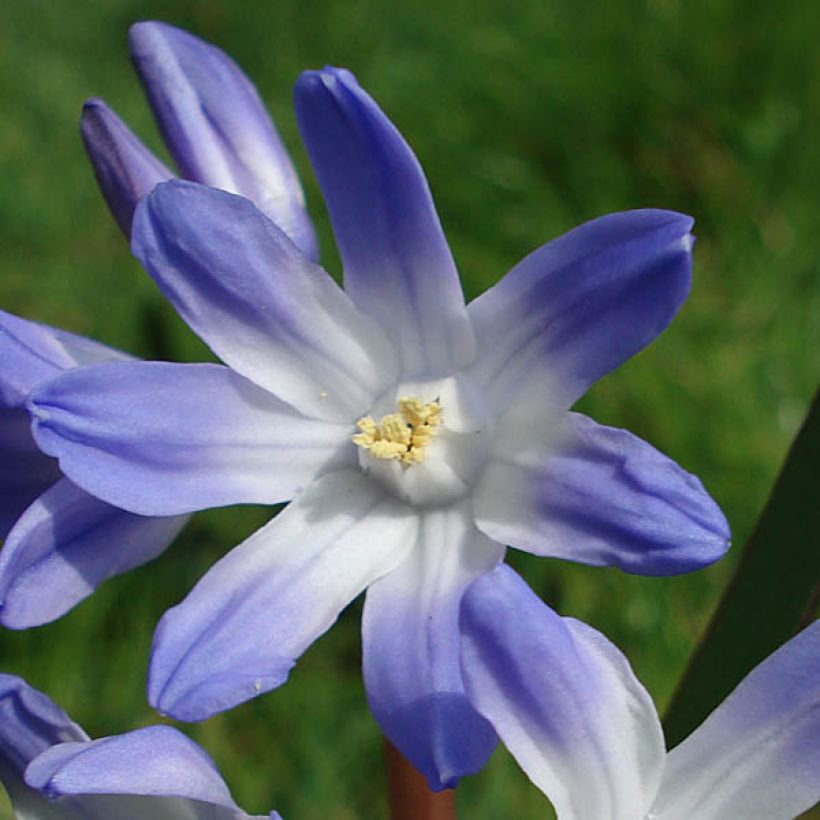 Chionodoxa luciliae - Gloire des Neiges (Flowering)
