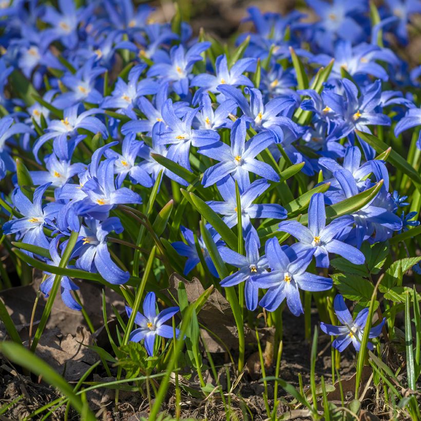 Chionodoxa luciliae - Gloire des Neiges (Plant habit)