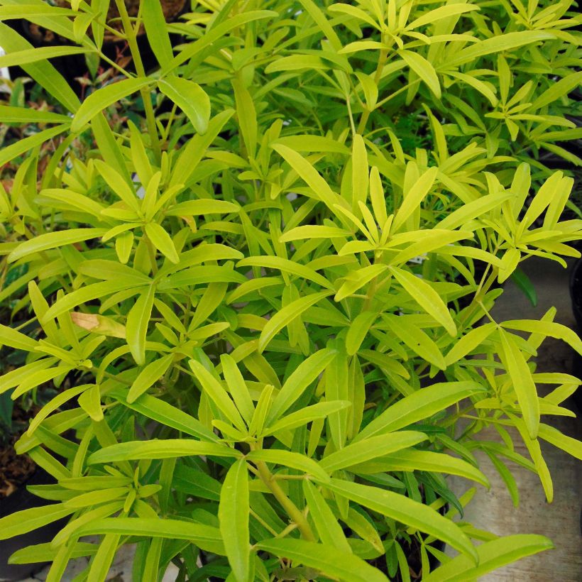 Choisya Aztec Gold - Oranger du Mexique (Foliage)