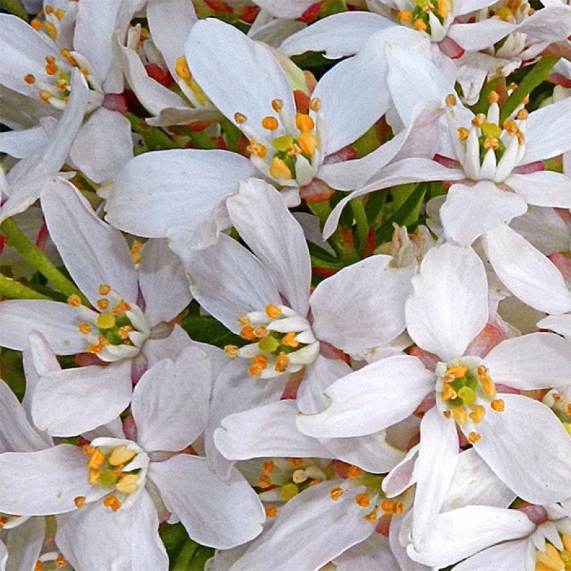 Choisya Goldfinger - Oranger du Mexique (Flowering)