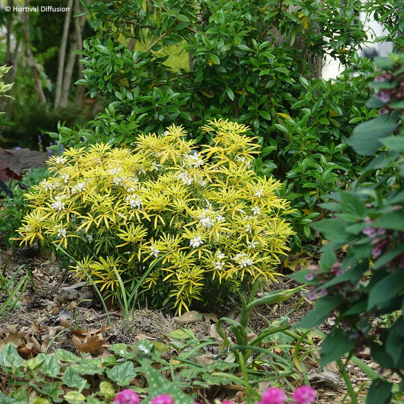 Choisya Little Honey Bee - Oranger du Mexique (Plant habit)