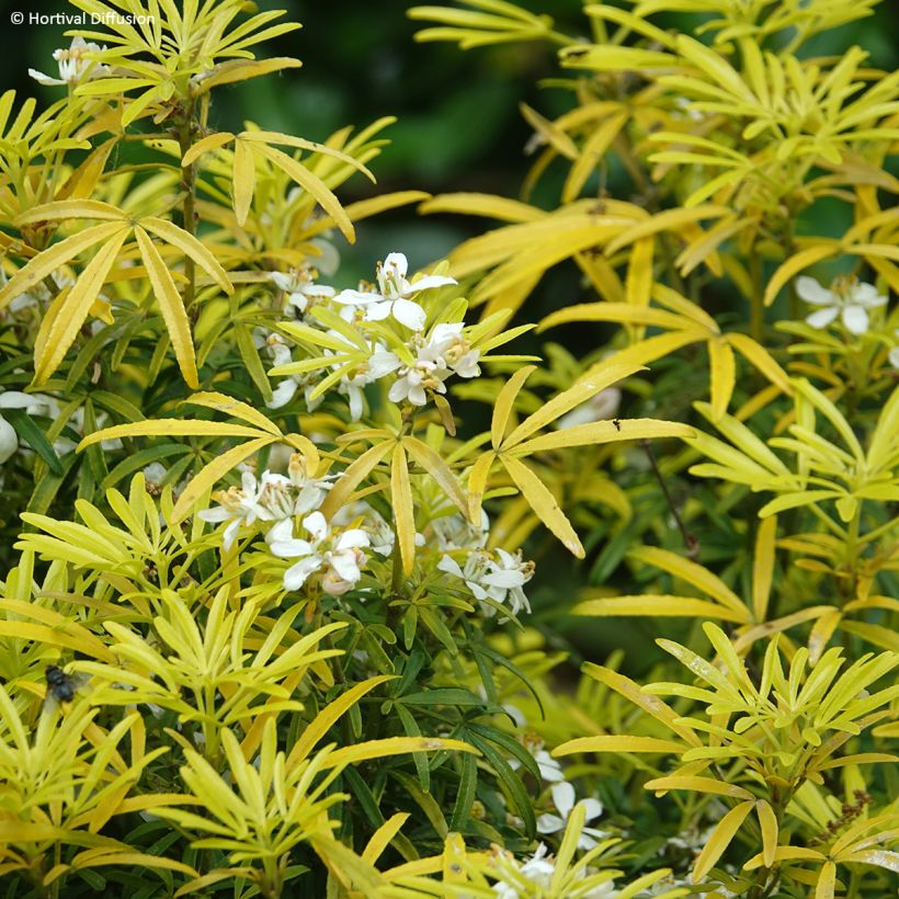 Choisya Little Honey Bee - Oranger du Mexique (Foliage)