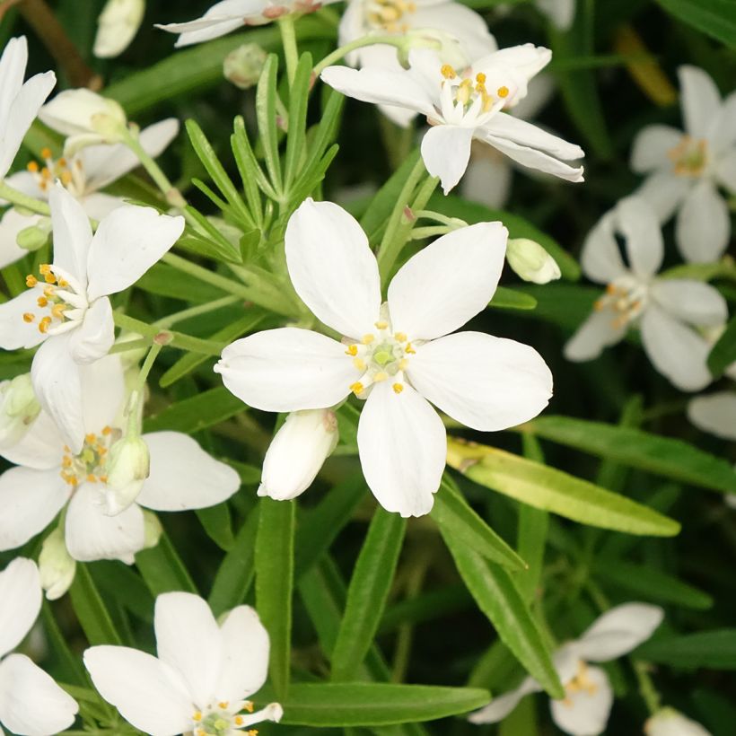 Choisya Aztec Pearl - Oranger du Mexique (Flowering)