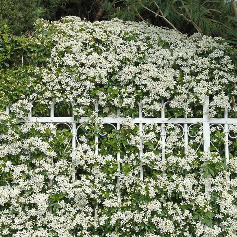 Choisya ternata - Oranger du Mexique (Plant habit)