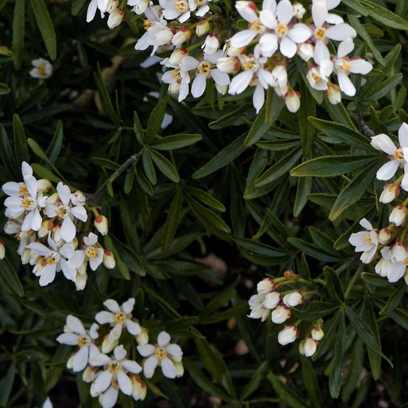 Choisya ternata Snow Flurries  - Oranger du Mexique (Foliage)