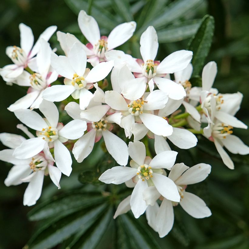Choisya ternata Snow Flurries  - Oranger du Mexique (Flowering)
