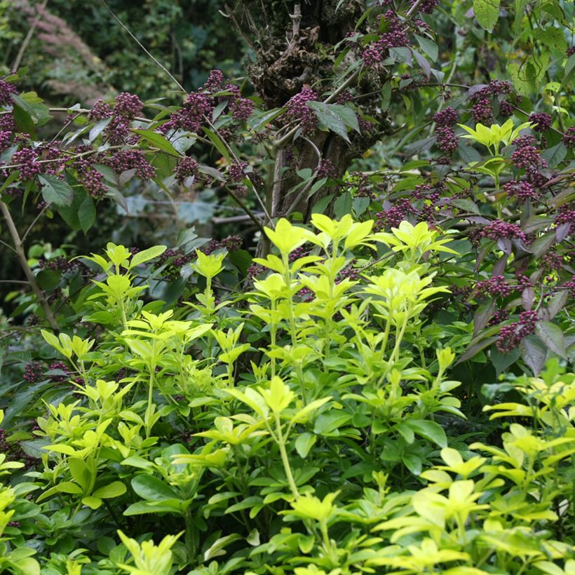 Choisya ternata Sundance - Oranger du Mexique (Plant habit)