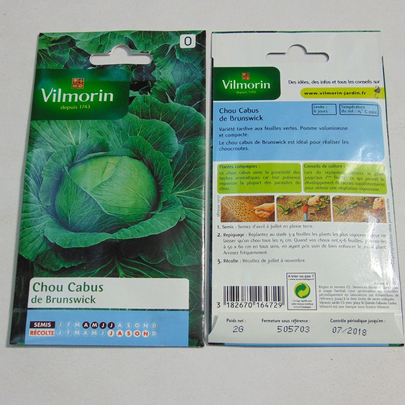 Example of Chou Cabus de Brunswick - Vilmorin per pack of 800 seeds (2g) as you get