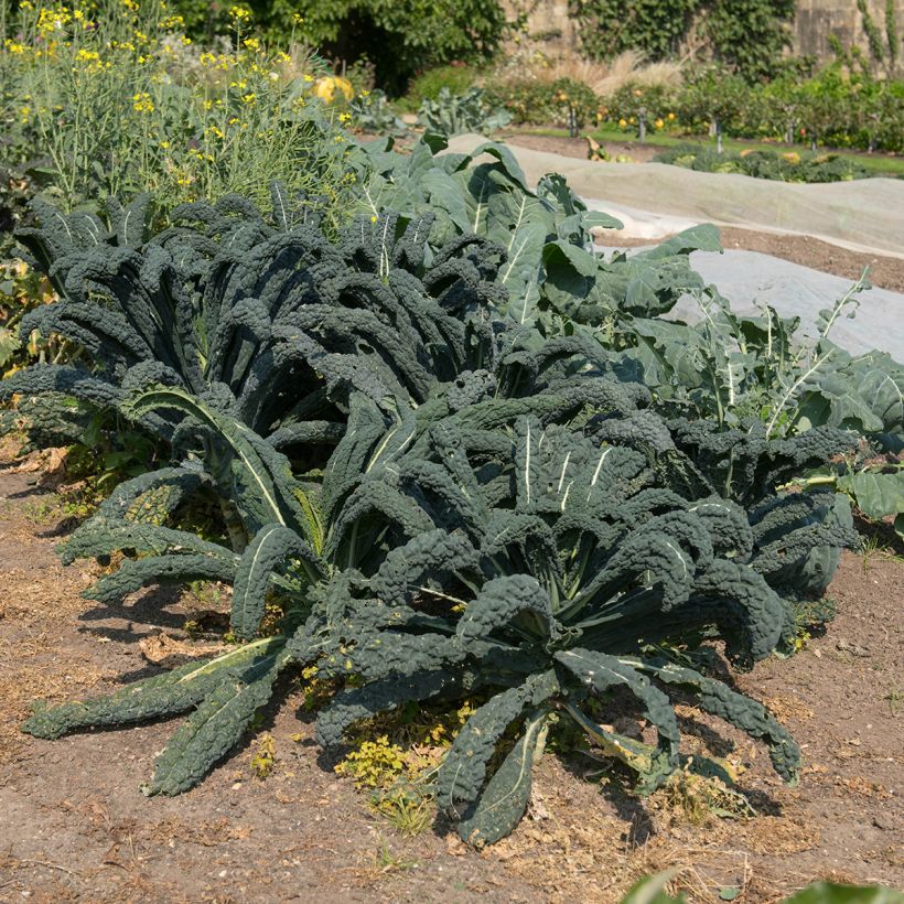 Chou Kale Nero di Toscana Bio (Plant habit)