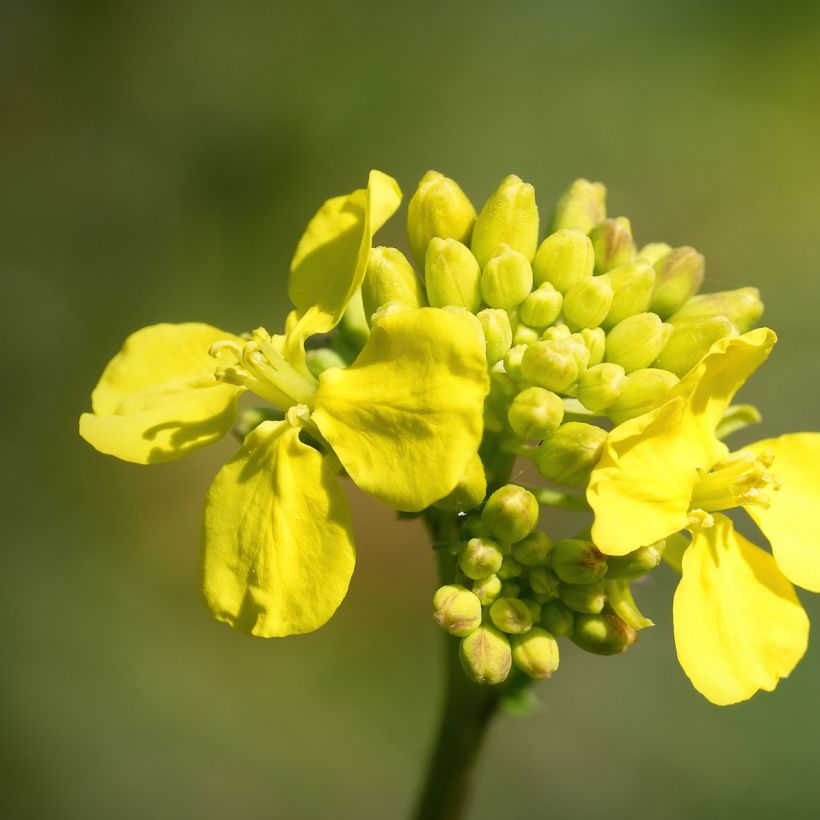 Chou de Chine Tsoi Sim Choy Sum - Brassica rapa (Flowering)