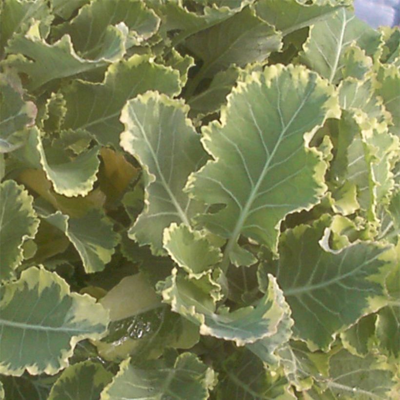 Chou perpétuel Daubenton Popof panaché BIO - Brassica oleracea (Foliage)