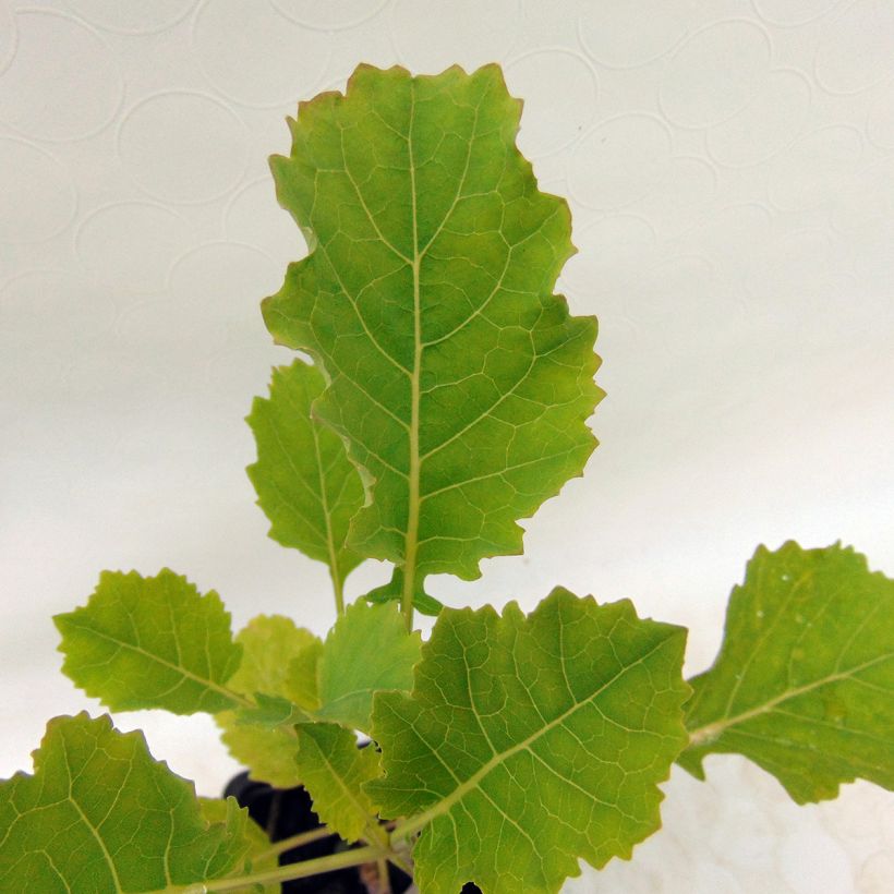 Chou perpétuel Daubenton BIO - Brassica oleracea (Foliage)