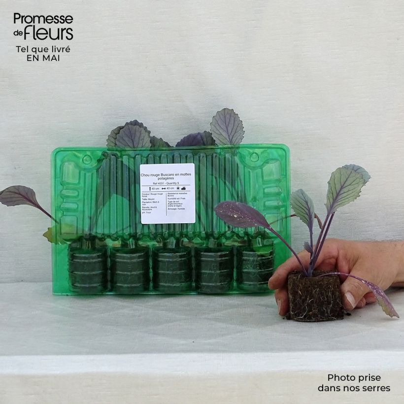 Example of Chou rouge Buscaro en mottes potagères Motte 4 cm x 4,5 cm as you get in printemps