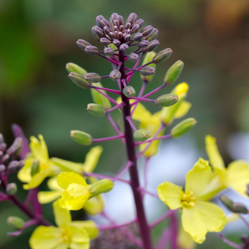 Chou frisé Scarlet Kale (Flowering)