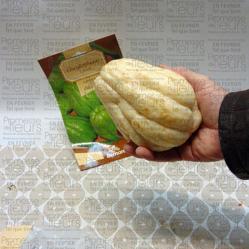 Example of Christophine - Chayote  Pièce as you get