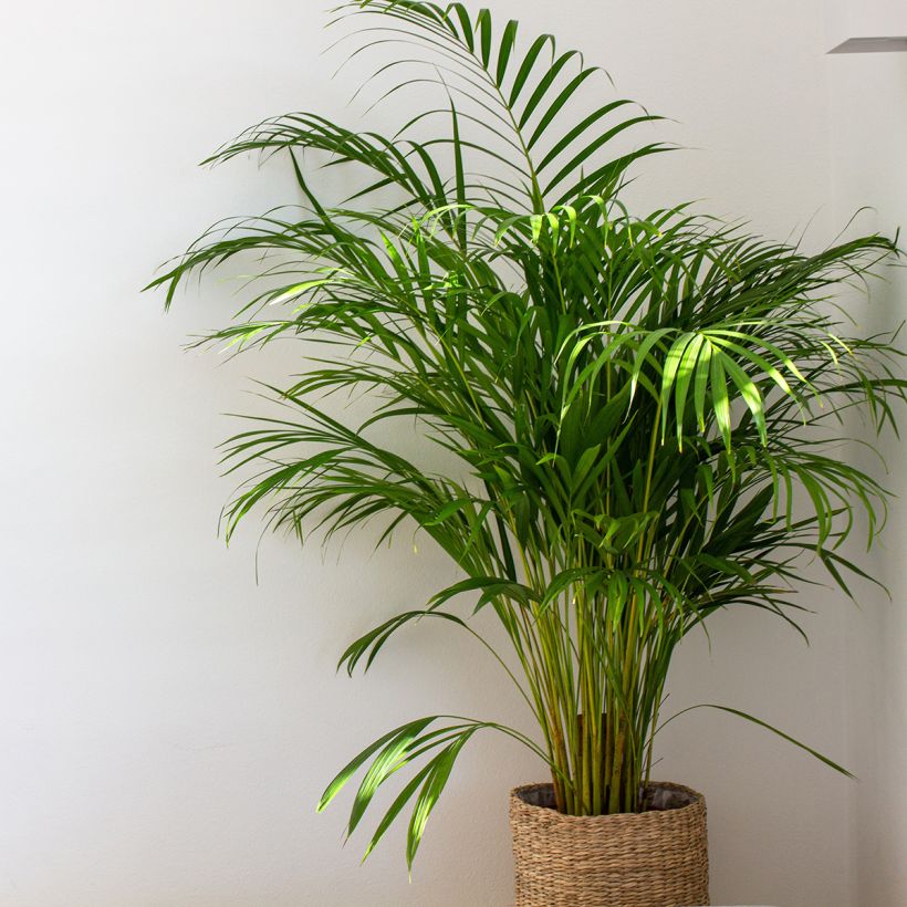 Chrysalidocarpus lutescens - Aréca des fleuristes (Plant habit)