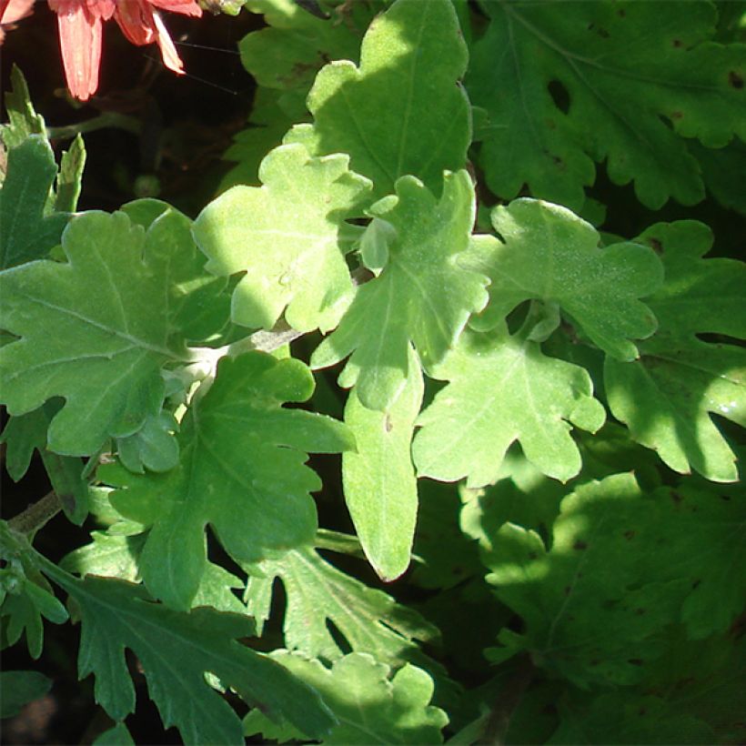 Chrysanthème rubellum Duchess of Edinburgh - Marguerite d'automne (Foliage)