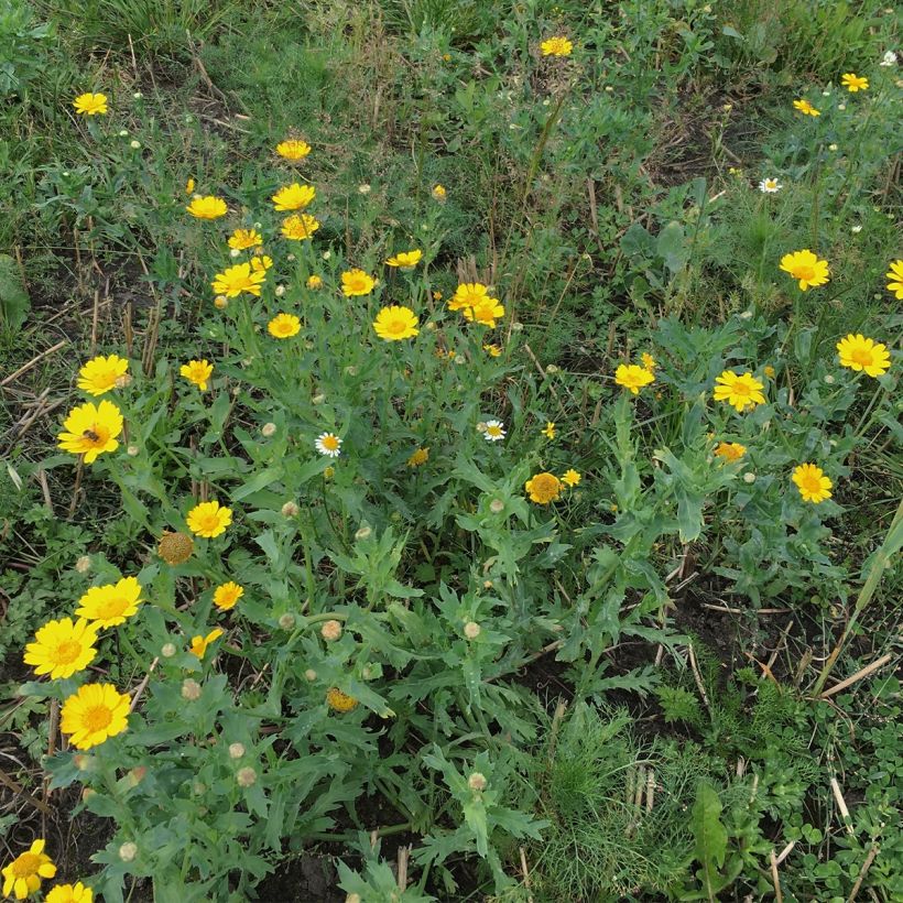Chrysanthème des Moissons Bio - Ferme de Sainte Marthe (Plant habit)