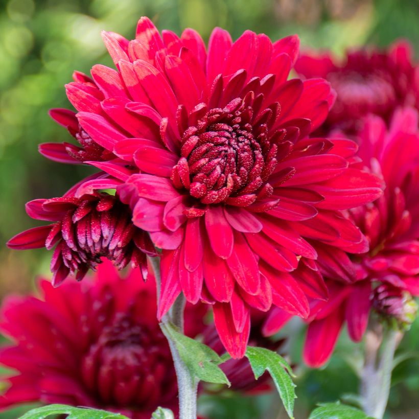 Chrysanthème des jardins Herbstrubin - Chrysanthemum x indicum (Flowering)