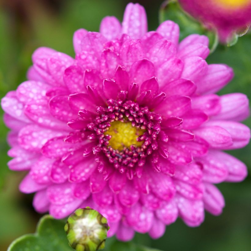 Chrysanthème des jardins Mei Kyo - Chrysanthemum indicum (Flowering)