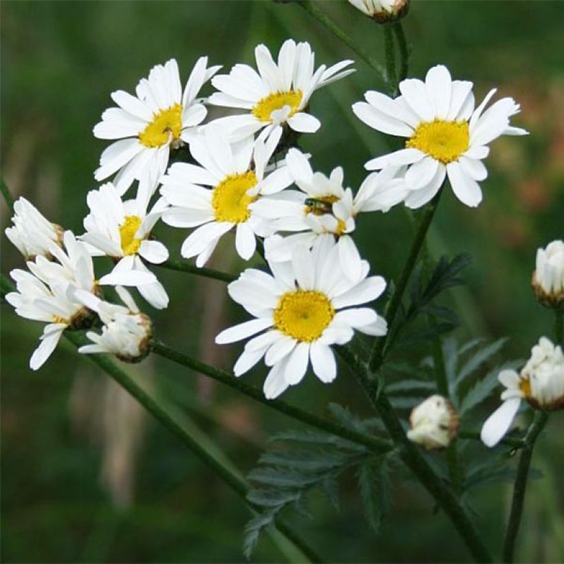 Chrysanthemum Tanacetum corymbosum (Flowering)