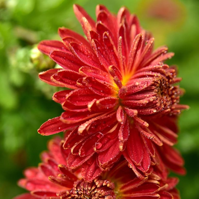 Chrysanthème indicum Brennpunkt  - Chrysanthème des jardins  (Flowering)